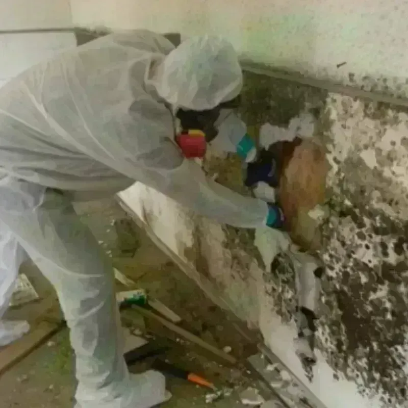 Mold Remediation and Removal in Gold Hill, OR